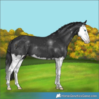 Horse Color:Black Splash 