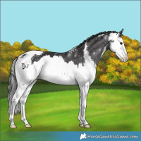 Horse Color:Smoky Black Sabino Splash