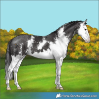 Horse Color:Smoky Black Sabino Splash 
