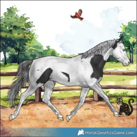 Horse Color:Black Splash Tobiano 