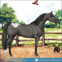 Horse Color:Grullo Appaloosa