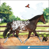 Horse Color:Brown Blanket
