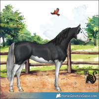 Horse Color:Black Splash 