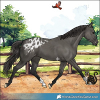 Horse Color:Grullo Appaloosa 