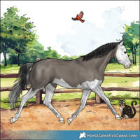 Horse Color:Grullo Splash 