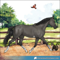 Horse Color:Grullo