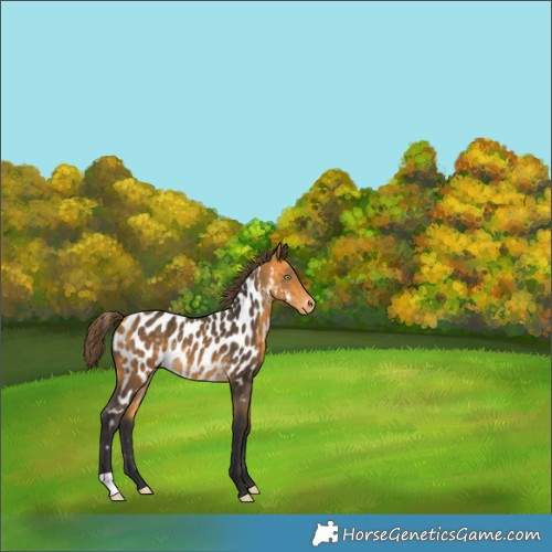 Horse Color:Buckskin Appaloosa