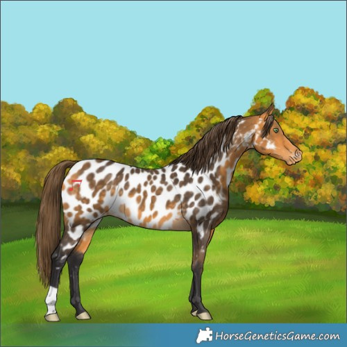 Horse Color:Buckskin Appaloosa