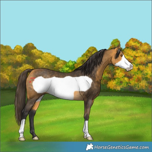 Horse Color:Buckskin Frame