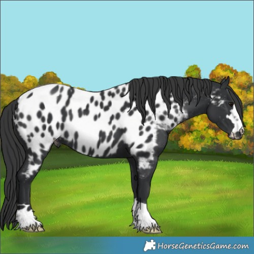 Horse Color:Black Appaloosa 