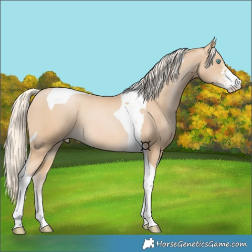 Horse Color:Unknown 