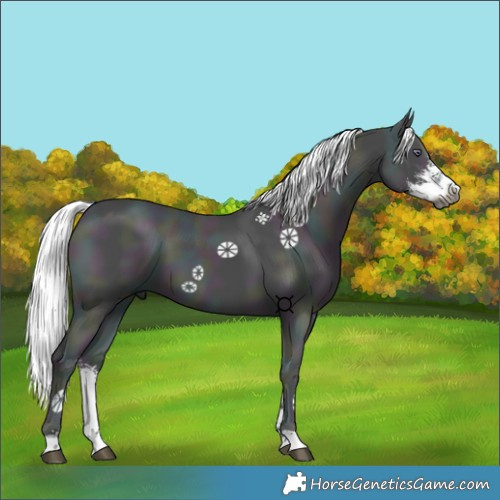 Horse Color:Unknown 