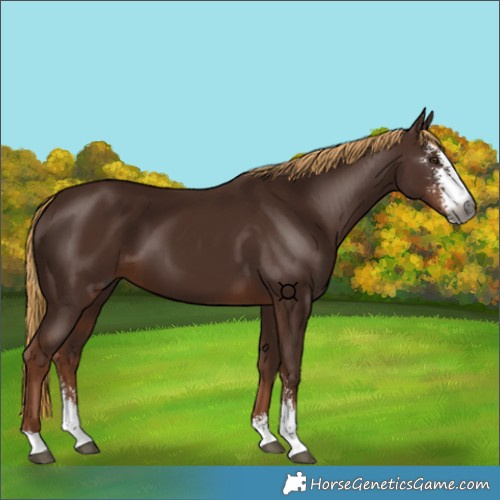 Horse Color:Unknown 