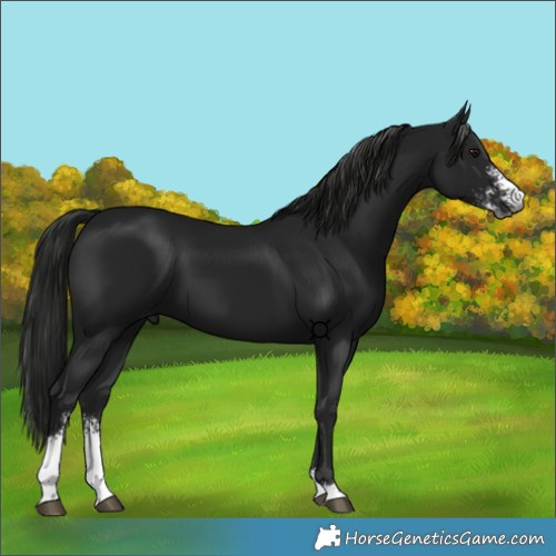 Horse Color:Unknown 