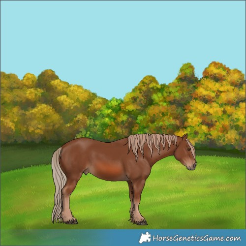 Horse Color:Chestnut 