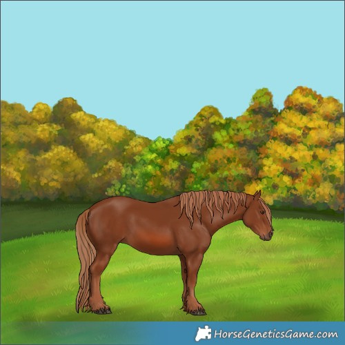 Horse Color:Chestnut 