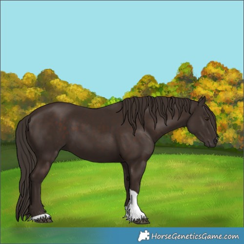 Horse Color:Liver Chestnut Tobiano 