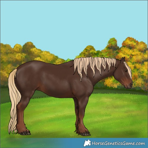 Horse Color:Liver Chestnut