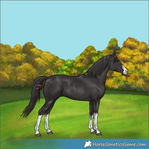 Horse Color:White Spotted Smoky Black 