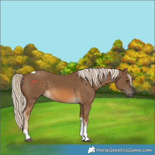 Horse Color:White Spotted Chocolate Palomino Tobiano