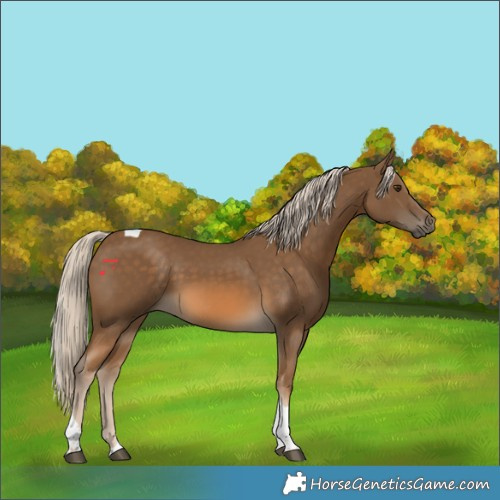 Horse Color:White Spotted Chocolate Palomino Tobiano 