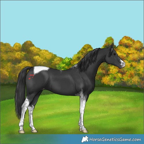 Horse Color:White Spotted Black Tobiano Appaloosa 