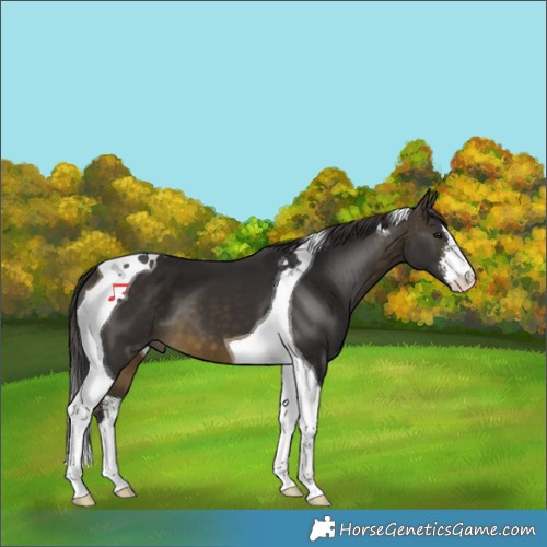 Horse Color:White Spotted Buckskin Tobiano
