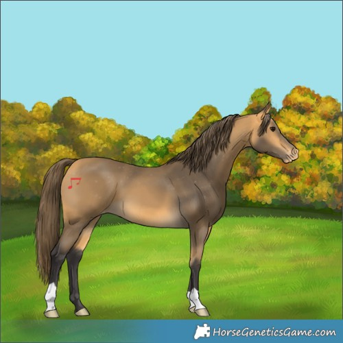 Horse Color:Buckskin Varnish 