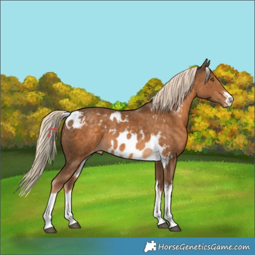 Horse Color:White Spotted Chocolate Palomino Skewed Appaloosa 