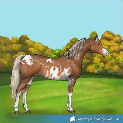 Horse Color:White Spotted Chocolate Palomino Skewed Appaloosa
