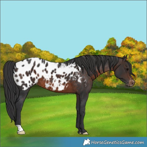 Horse Color:Brown Blanket 