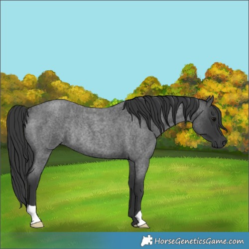 Horse Color:Blue Roan Rabicano 