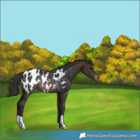 Horse Color:Brown Appaloosa Rabicano 