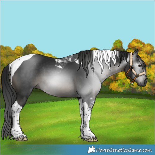 Horse Color:Gray Black Tobiano 