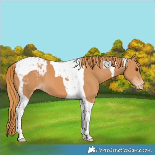 Horse Color:Chestnut Tobiano Blanket 