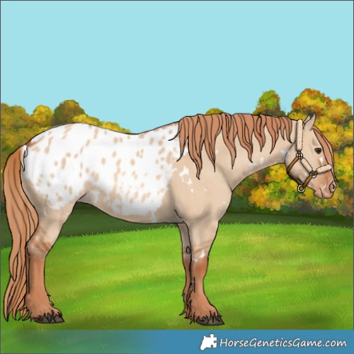Horse Color:White Spotted Red Dun Appaloosa 