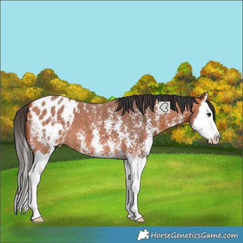 Horse Color:Bay Sabino Splash Blanket 