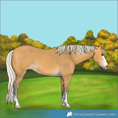 Horse Color:Silver Buckskin