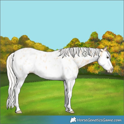 Horse Color:Silver Buckskin Sabino Splash Blanket