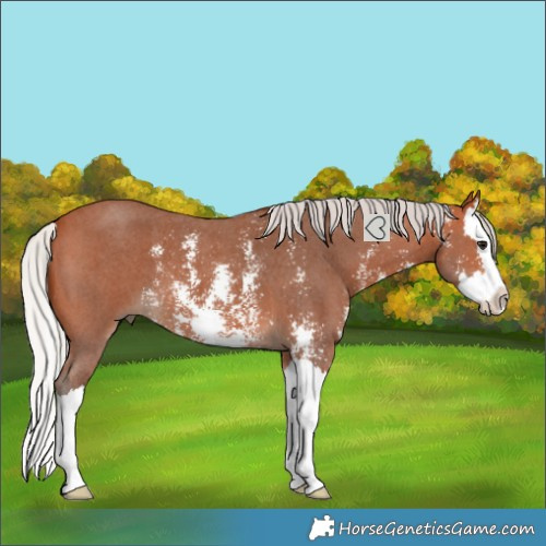 Horse Color:Silver Bay Sabino Splash 