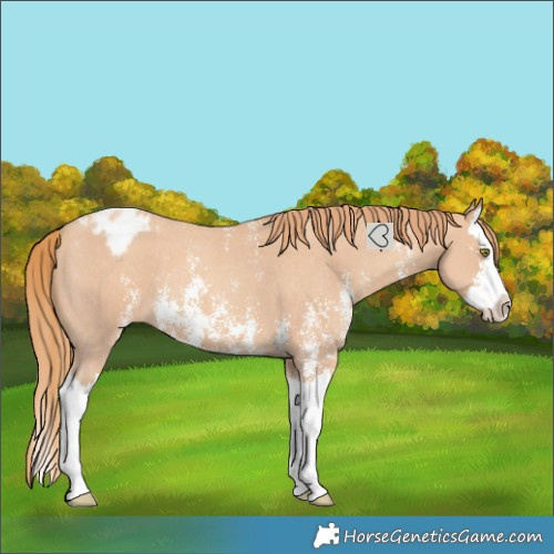 Horse Color:Gold Champagne Sabino Splash Varnish 