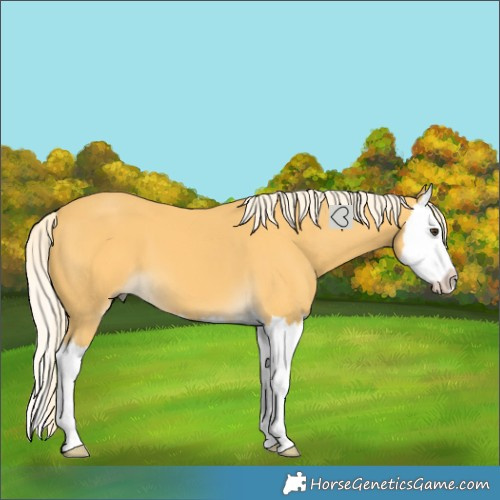 Horse Color:Palomino Splash 
