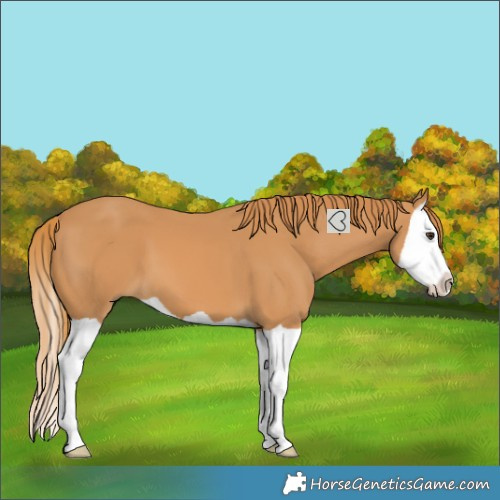 Horse Color:Chestnut Splash