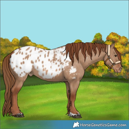 Horse Color:Red Dun Blanket