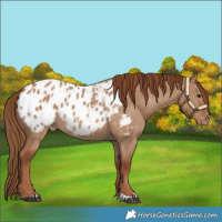 Horse Color:Red Dun Blanket 