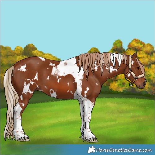 Horse Color:White Spotted Chestnut Tobiano 