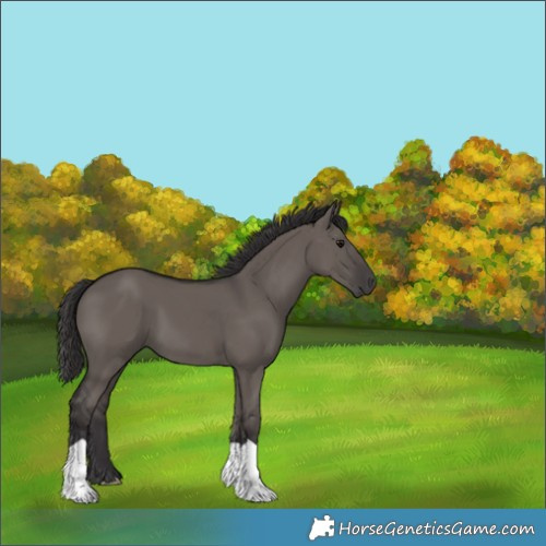 Horse Color:Smoky Grullo 