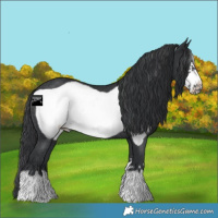 Horse Color:Black Frame Rabicano