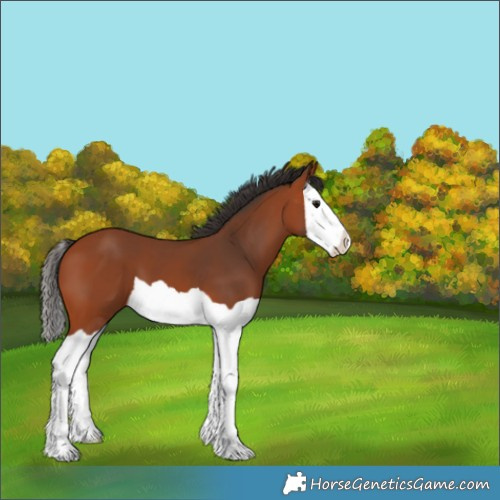 Horse Color:Bay Splash