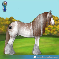 Horse Color:Gray Chestnut Sabino Varnish